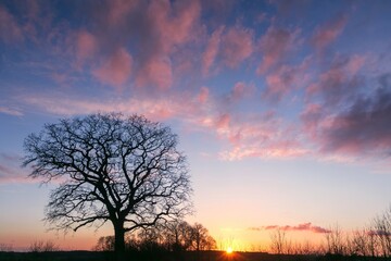 tree without leaves in winter.
