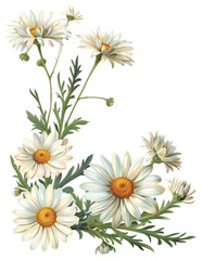 Fototapeta premium PNG Daisy flowers art illustration botanical.