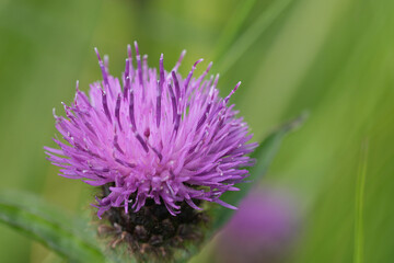 Natural closeup on a vibrant purple flowering Brown knapweed , Centaurea jacea