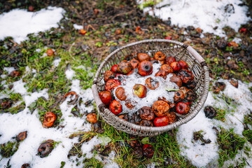 A basket of rotten apples covered in snow rests on the ground, surrounded by scattered fruit and...