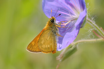 A large skipper, Ochlodes sylvanus, underside, the butterfly feeding on nectar from a purple-blue flowering cranesbill geranium, Germany