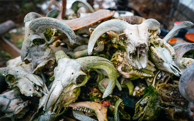 A collection of weathered animal skulls with prominent horns and moss growth, creating a rustic and eerie atmosphere in an outdoor setting.