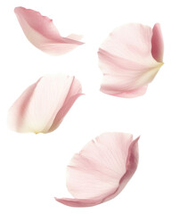 PNG Pink flower petals soft botanical delicate.