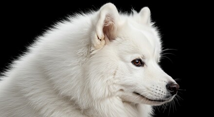 Fototapeta premium Majestic White Samoyed Dog Profile Fluffy Fur Canine Portrait