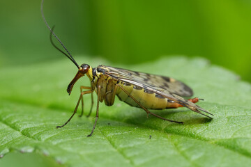 Closeup on an add looking Scorpionfly insect, Panorpa sitting on a green leaf