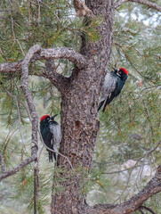 A pair of woodpeckers appear like book ends on a tree trunk