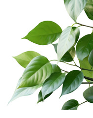 Fototapeta premium PNG Swirling green leaves in a bright leaf background nature.