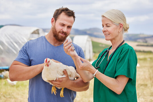 Countryside, people and veterinarian with injection, chicken and poultry farm with bird flu vaccine. Employees, farmer or professional with needle, agriculture and medical care with help or treatment