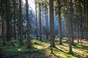 Lichtspiel im Wald im Winter