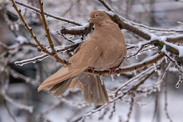 Dove on a frozen branch