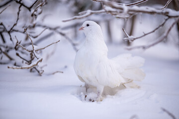 Beautiful white dove sitting on the snow