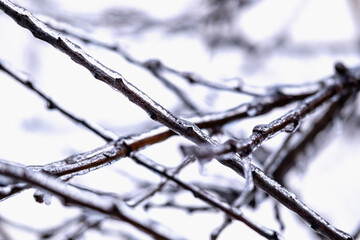 Icy tree branch. Cold winter