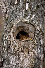 cat of a tree