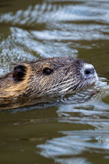 otter on the water