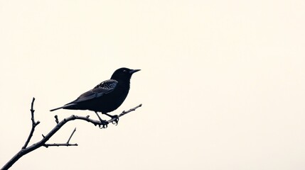 Obraz premium Blackbird perched on branch, pale sky background, nature scene, wildlife photography