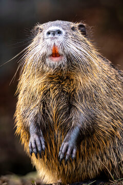 close up of a nutrie