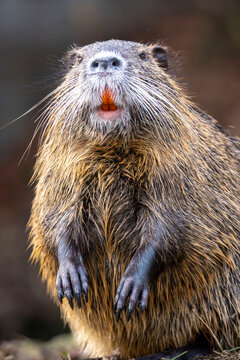 Portrait of nutrie