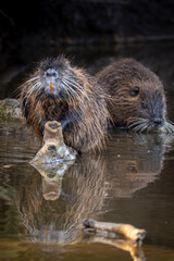 otter in the river