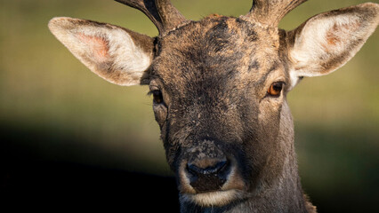 close up portrait of a deer