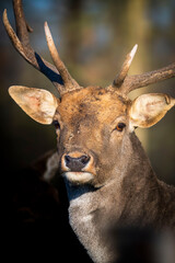 Fototapeta premium deer in the forest