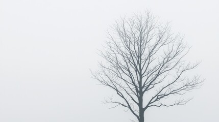 Obraz premium Lonely bare tree in foggy field, winter landscape, serene nature scene