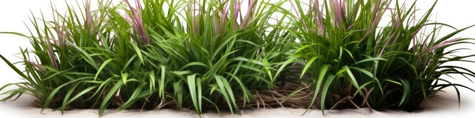 Obraz premium HQ Cutout of Ophiopogon Shrub - Evergreen Lilyturf Bush Plant for Arch Viz and Garden Design. Green Leaves for Greenery