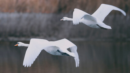 swans in flight