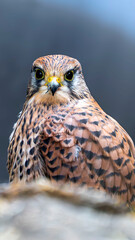close up of a hawk