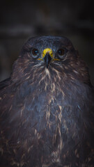 Obraz premium bird of prey