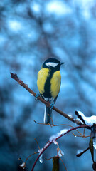 bird on a branch