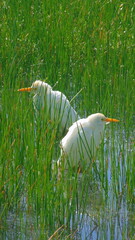 Deux aigrettes blanches dans un étang