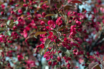 Beautiful blooming trees with pink flowers in the garden.Flowers of the ornamental paradise apple tree. Spring floral background