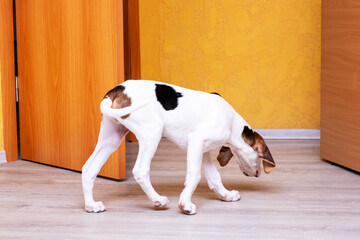 A small white dog featuring adorable black spots is sniffing the floor