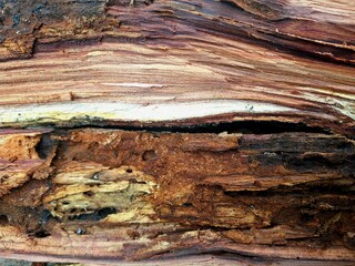 beautiful wooden background, beautiful wood pattern, broken tree trunk, wooden surface