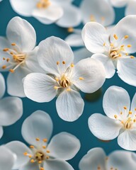 Obraz premium Delicate white blossom petals with yellow stamen on a soft blue background spring bloom
