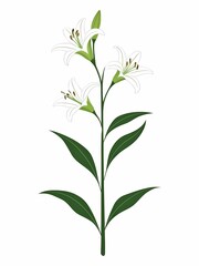 Obraz premium White lilies with a green stem and elongated leaves, featuring three elegant blossoms with curved petals and visible stamens.