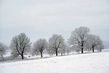 Bäume im Schnee im Erzgebirge
