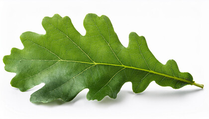 sapling oak isolated on a white background