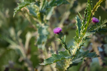 Close-up view of a thistle, its delicate purple bloom highlighted against a backdrop of textured, thorny leaves.