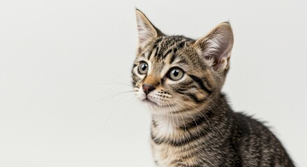 Adorable Tabby Kitten Curious Gaze Pet Portrait