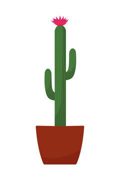 Flat cacti in white pot. Desert flora vector illustration. Cacctus plant of arid climate regions.  Arizona icon of blossom desert cacti, exotic mexican plant