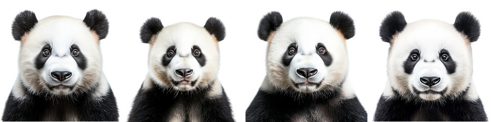 Fototapeta premium Set of an endearing panda's face isolated on transparent background