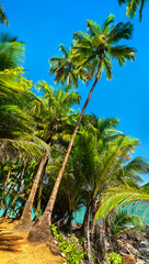 Palm trees along the coast of Saint Joseph Island, one of Salvation Islands in French Guiana, South...