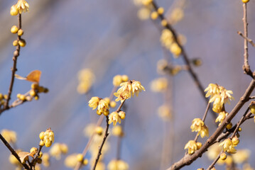blooming yellow Calycanthus