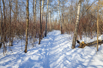 Nature Trail at Pike Lake Provincial Park in Winter.