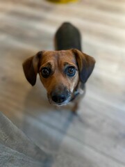Curious Beagle Mix Looking Up at Camera - Brown Dog Portrait with Bokeh Background on Hardwood Floor