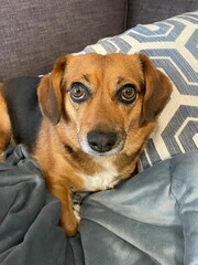 Adorable Brown Dachshund Mix Dog on Gray Couch - Close Up Portrait with Geometric Pillow