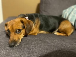 Resting Beagle Rescue on Gray Couch - Brown and Black Dog Portrait with Soulful Expression