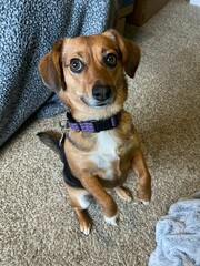 Attentive Beagle Mix with White Chest - Brown Dog Portrait with Purple Collar on Beige Carpet