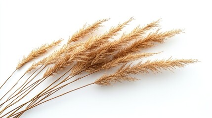 A delicate, pale yellow flower spike with fluffy, feathery tufts, set against a bright white background.